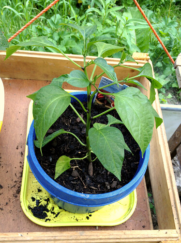 Chili2022_01