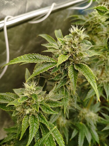 Growreport Bild 12