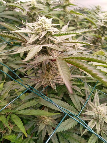 Growreport Bild 4