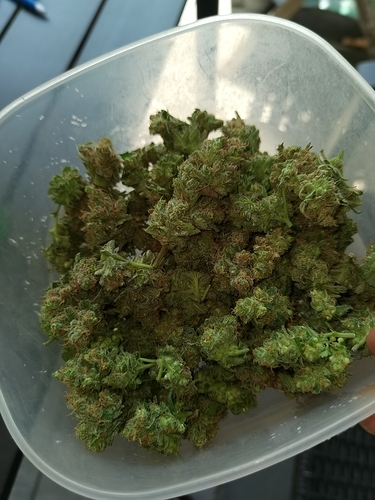 Growreport Bild 15
