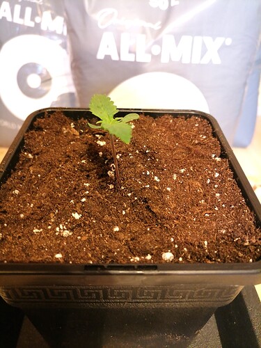 Growreport Bild 44