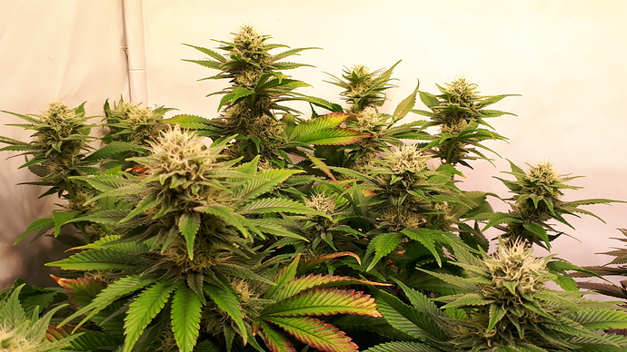 Growreport Bild 4