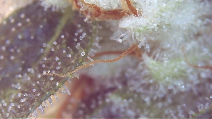 Growreport Bild 9