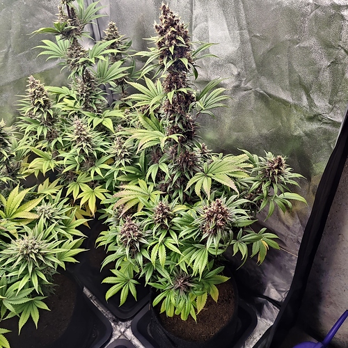Growreport Bild 2