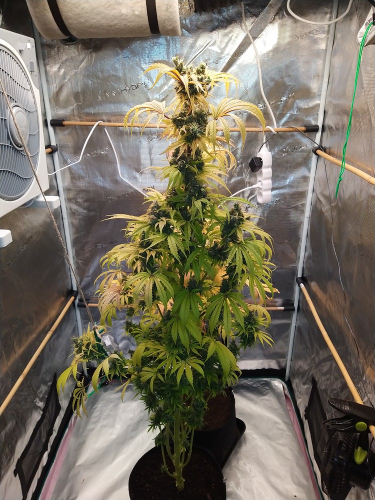 Grow No.2 - Wird schon schief gehen - 100x100/80x80/60x60 - 4 Sorten - Autopots - Biotabs - Monster Bud Mix