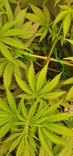 Growreport Bild 8