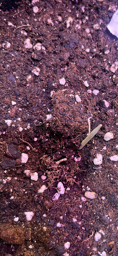 Growreport Bild 4