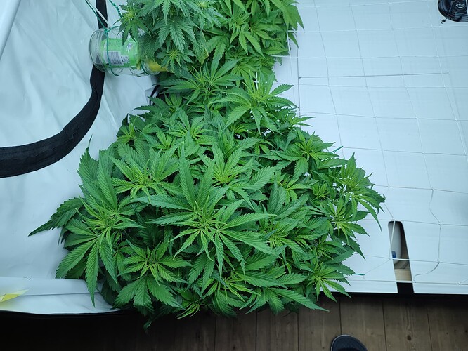 Growreport Bild 4