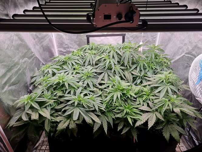 Growreport Bild 33