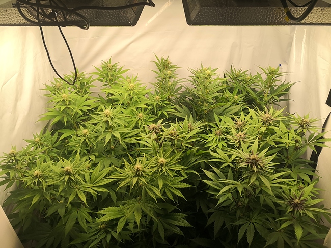 Growreport Bild 16
