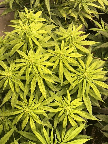 Growreport Bild 3