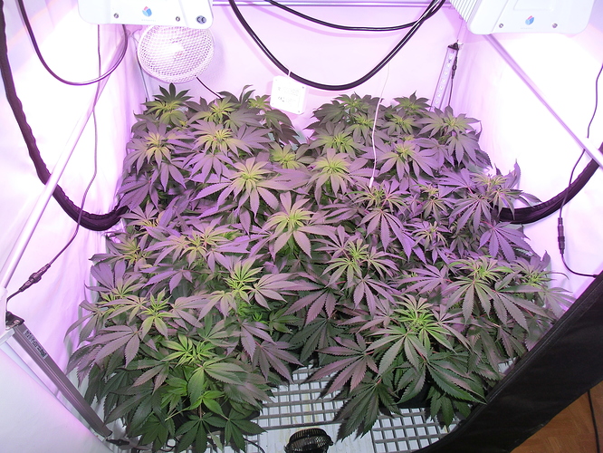 Growreport Bild 1