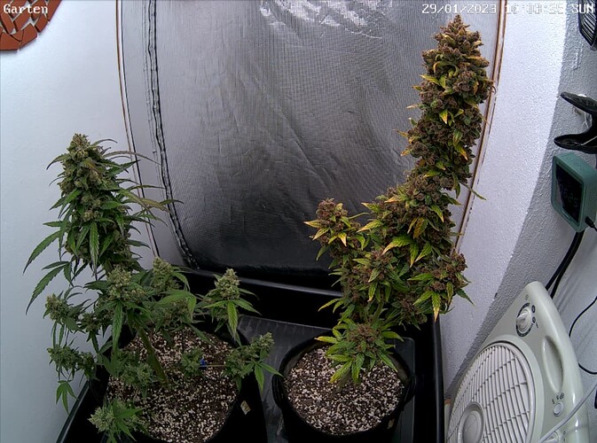 Growreport Bild 1