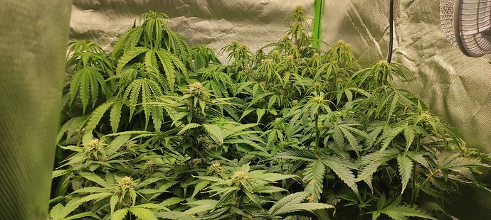 Growreport Bild 2