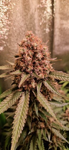 Growreport Bild 2