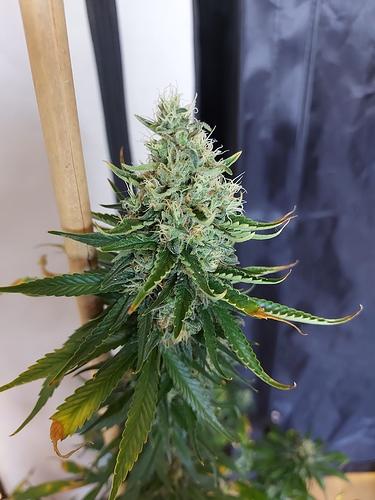 Growreport Bild 2