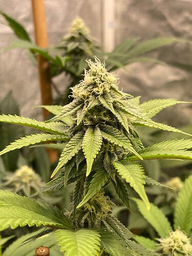 Growreport Bild 5