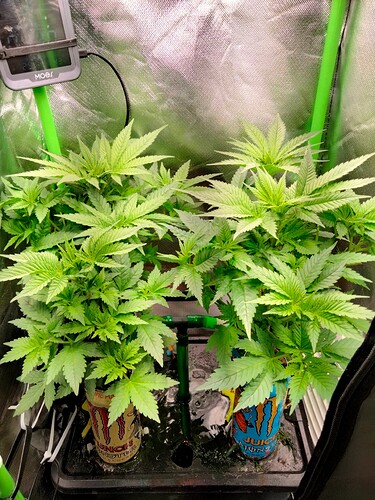 Growreport Bild 5