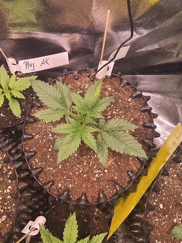 Growreport Bild 11