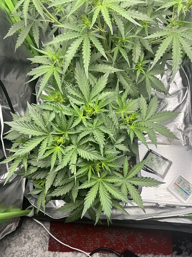Growreport Bild 30