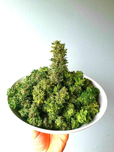 Growreport Bild 2