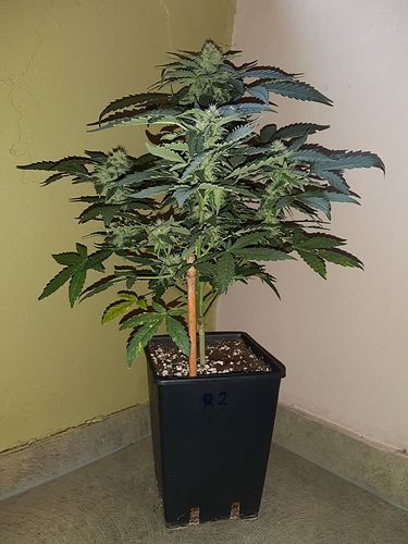 Growreport Bild 4