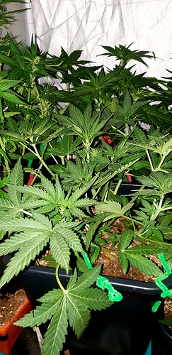 Growreport Bild 5