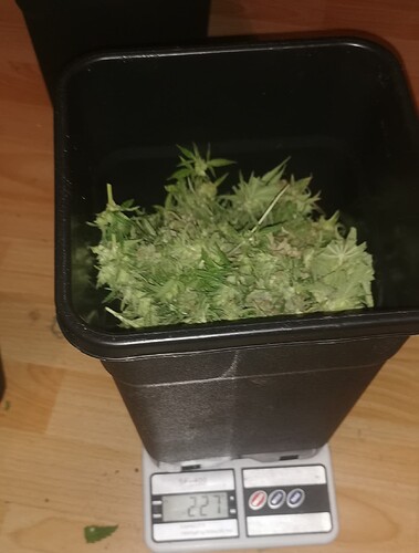 Growreport Bild 2
