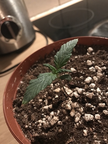Growreport Bild 6
