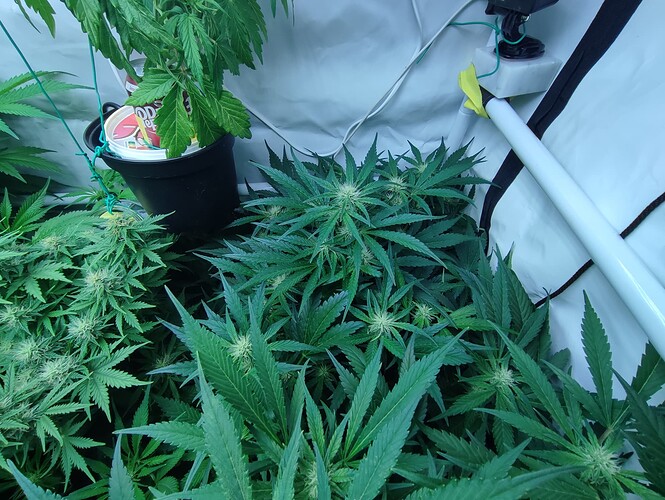 Growreport Bild 3