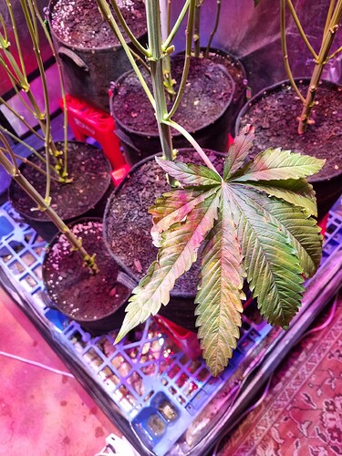 Growreport Bild 18