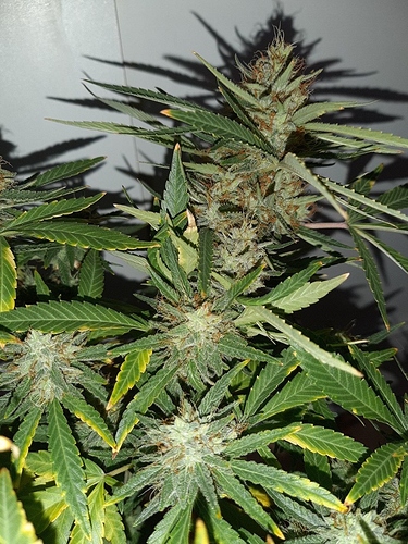 Growreport Bild 6