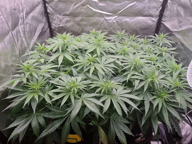 Growreport Bild 41