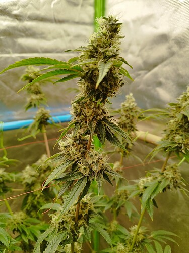 Growreport Bild 2