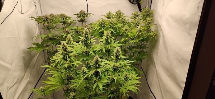 Growreport Bild 7
