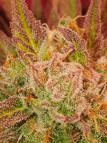 Growreport Bild 9