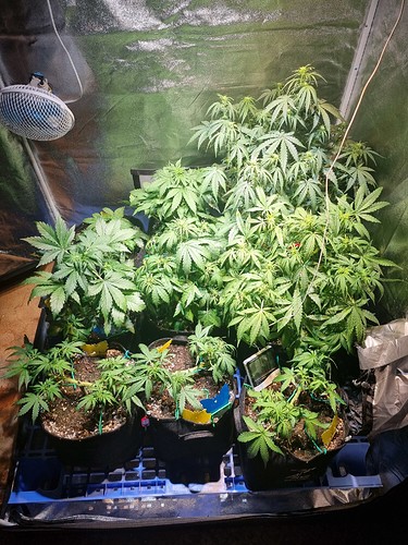 Growreport Bild 1