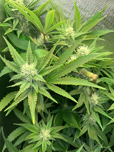 Growreport Bild 55