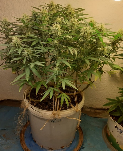 Growreport Bild 2