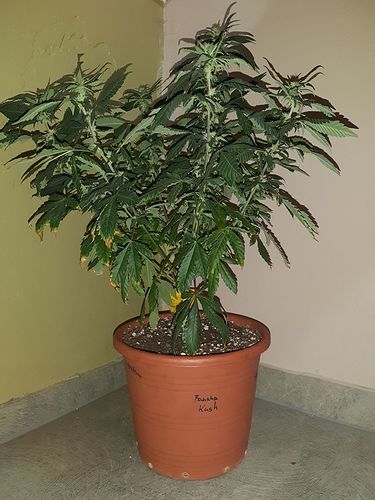 Growreport Bild 1