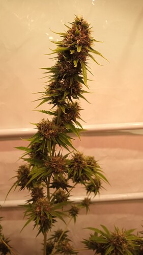 Growreport Bild 54