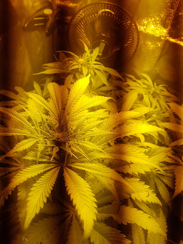Growreport Bild 2