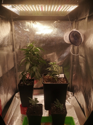 Growreport Bild 2