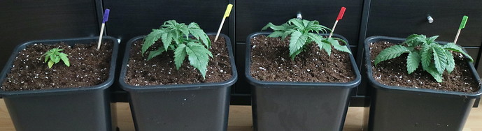 Growreport Bild 1