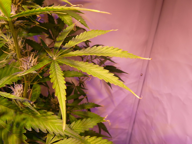 Growreport Bild 9