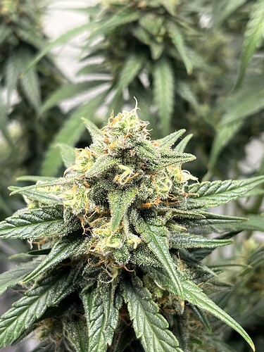 Growreport Bild 33