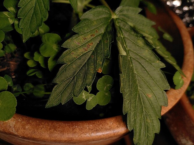 Growreport Bild 5