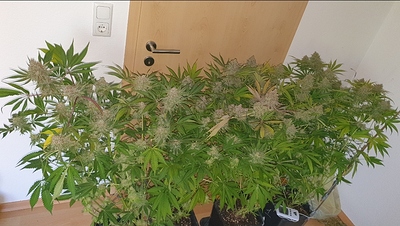 Growreport Bild 1