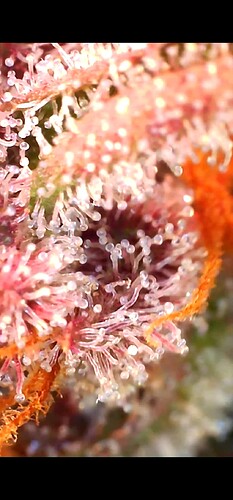 Growreport Bild 27