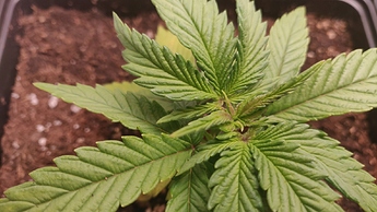Growreport Bild 7
